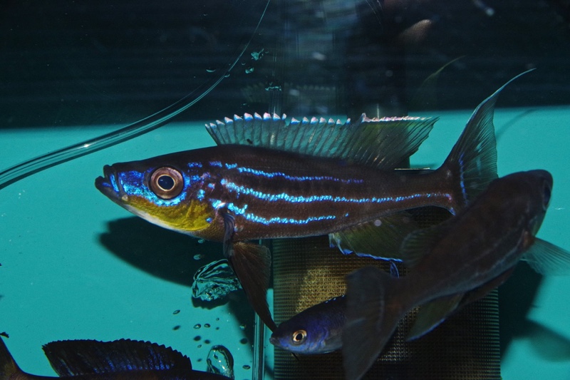 Benthochromis horii 'Kala Island'